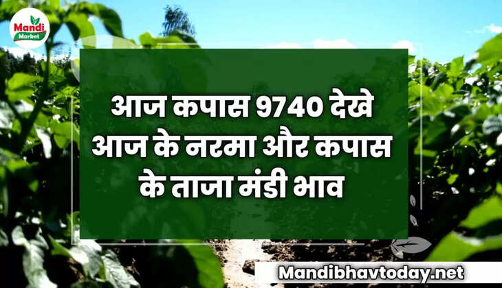 आज कपास 9740 देखे आज के नरमा और कपास के ताजा मंडी भाव | Aaj Ka Narma Ka Bhav 23 December 2022