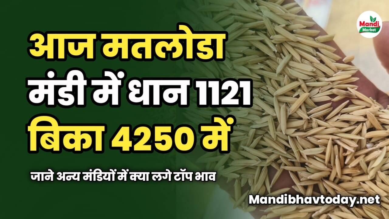आज मतलोडा मंडी में धान 1121 बिका 4250 में | जाने अन्य मंडियों में क्या लगे टॉप भाव 