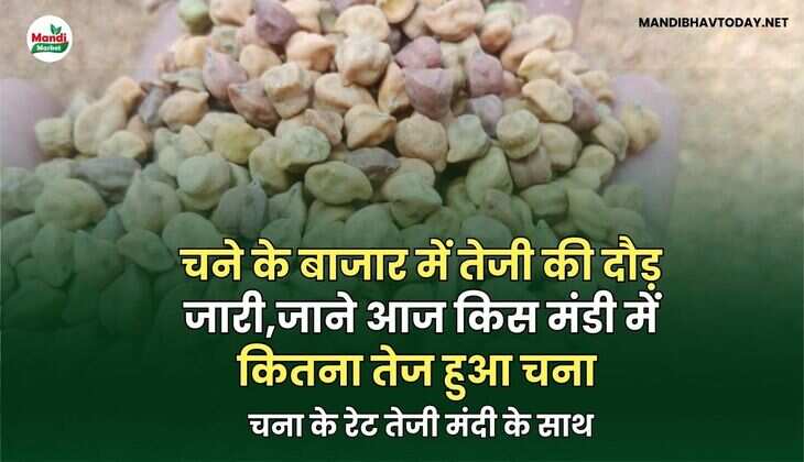 चना के रेट तेजी मंदी के साथ