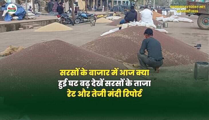 सरसों के बाजार में आज क्या हुई घट बढ़ | देखें सरसों के ताजा रेट और तेजी मंदी रिपोर्ट