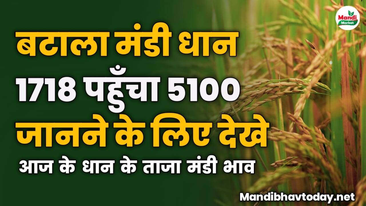 बटाला मंडी धान 1718 पहुँचा 5100 | जानने के लिए देखे आज के धान के ताजा मंडी भाव