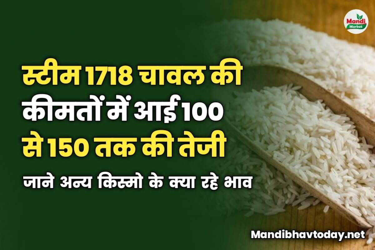 स्टीम 1718 चावल की कीमतों में आई 100 से 150 तक की तेजी | जाने अन्य किस्मो के क्या रहे भाव
