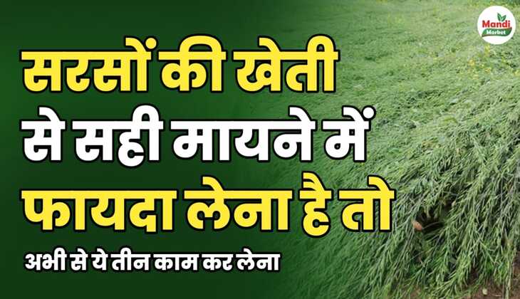 सरसों की खेती से सही मायने में फायदा लेना है तो अभी से ये तीन काम कर लें