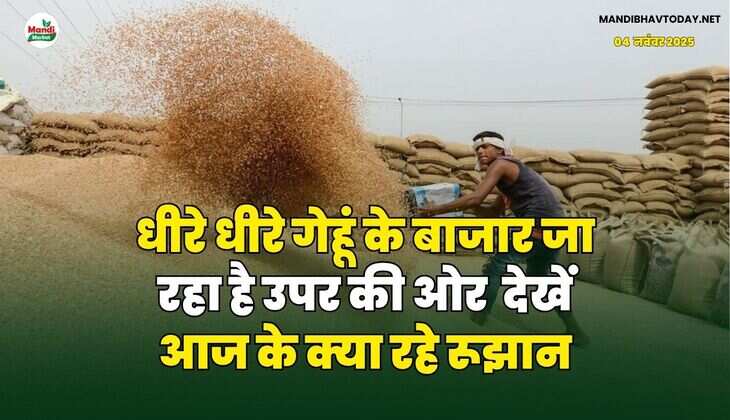 धीरे धीरे गेहूं के बाजार जा रहा है उपर की ओर | देखें आज के क्या रहे रूझान