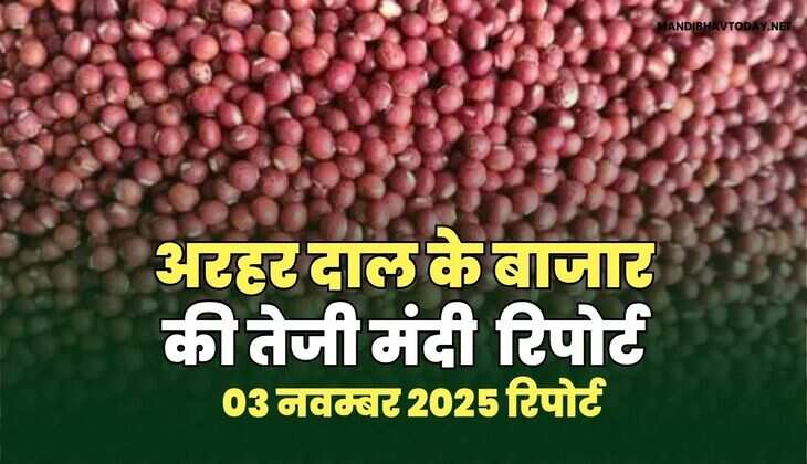 अरहर /तुवर  दाल की तेजी मंदी रिपोर्ट  - 03  नवंबर 2025