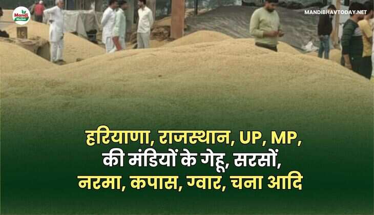  हरियाणा, राजस्थान, UP, MP, की मंडियों के गेहू, सरसों, नरमा, कपास, ग्वार, चना आदि | जिलों के आज के रेट 24 JUNE 25
