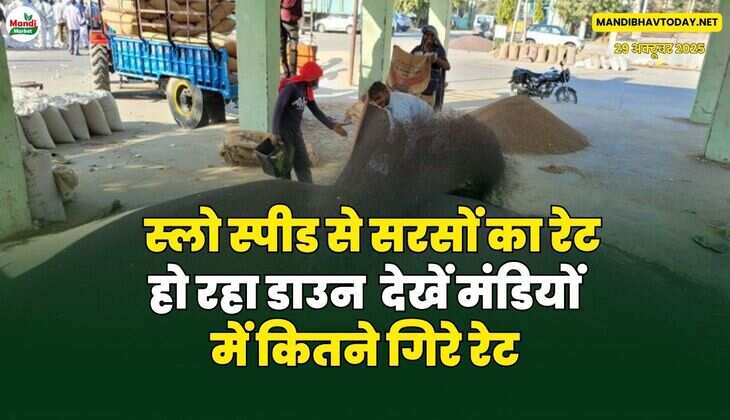 स्लो स्पीड से सरसों का रेट हो रहा डाउन | देखें मंडियों में कितने गिरे रेट