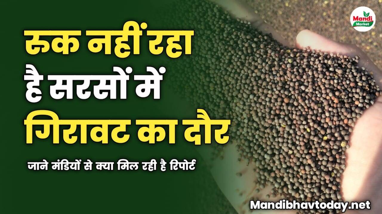 रुक नहीं रहा है सरसों में गिरावट का दौर | जाने मंडियों से क्या मिल रही है रिपोर्ट