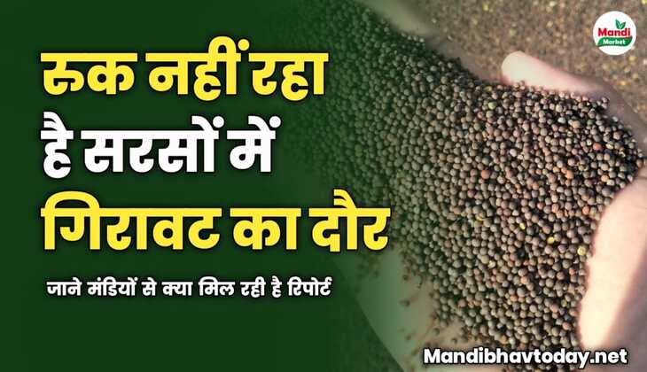 रुक नहीं रहा है सरसों में गिरावट का दौर | जाने मंडियों से क्या मिल रही है रिपोर्ट