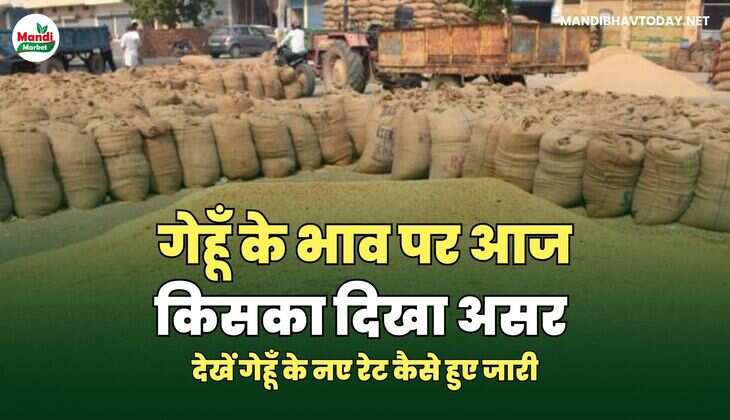 गेहूँ के भाव पर आज किसका दिखा असर | देखें गेहूँ के नए रेट कैसे हुए जारी