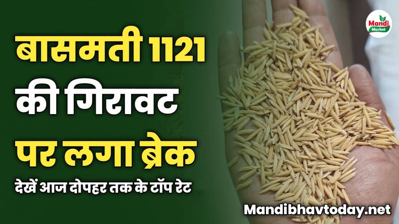बासमती 1121 की गिरावट पर लगा ब्रेक | देखें दोपहर तक के टॉप रेट