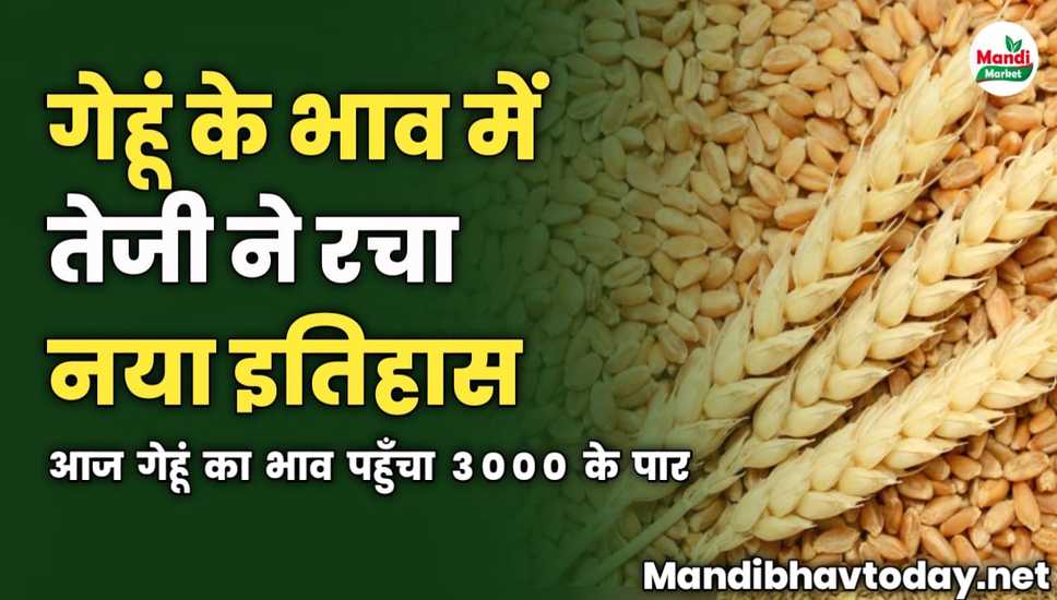 गेहूं के भाव में तेजी ने रचा नया इतिहास | जाने मंडियों में क्या मिल रहे है गेहूं के भाव 