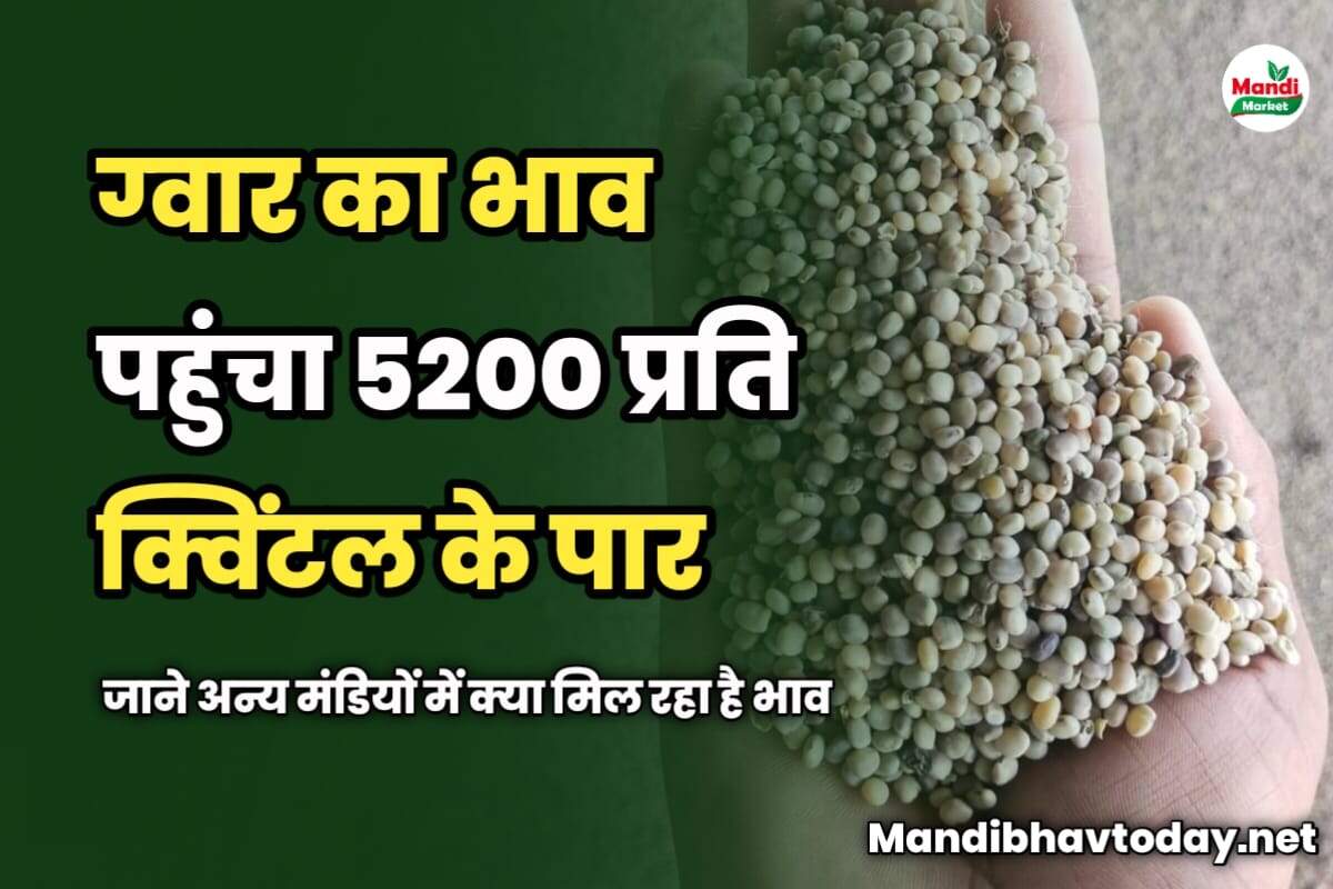 ग्वार का भाव पहुंचा 5200 प्रति क्विंटल के पार | जाने अन्य मंडियों में क्या मिल रहा है भाव