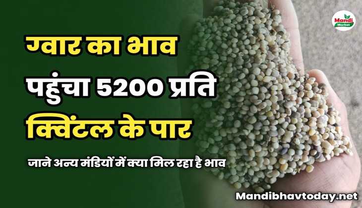 ग्वार का भाव पहुंचा 5200 प्रति क्विंटल के पार | जाने अन्य मंडियों में क्या मिल रहा है भाव 