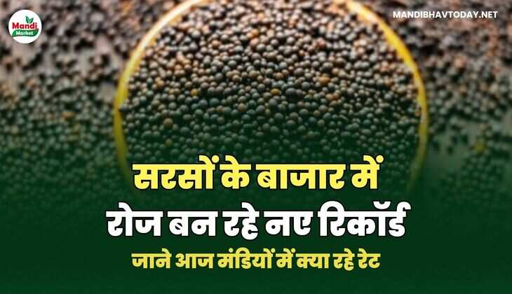 सरसों IMAGES