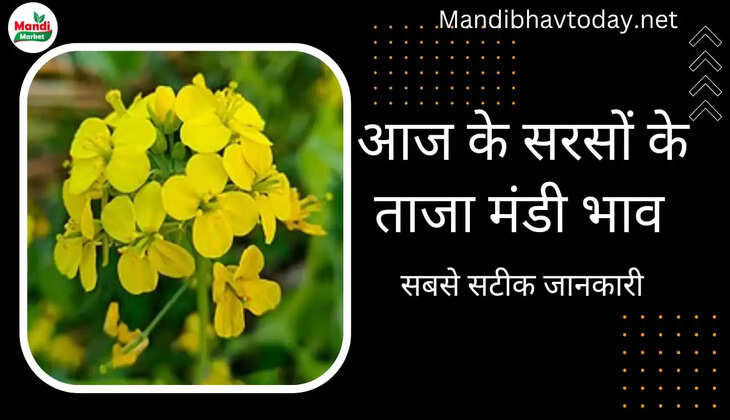  जयपुर 5750 भरतपुर 5281 जाने क्या मिल रहे हैं सरसों के रेट Sarso Live Rate Today 08 Apr 2023 |