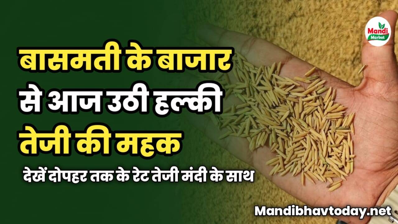 बासमती के बाजार से आज उठी हल्की तेजी की महक | देखें दोपहर तक के रेट तेजी मंदी के साथ