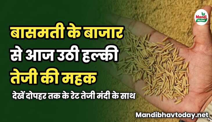 बासमती के बाजार से आज उठी हल्की तेजी की महक | देखें दोपहर तक के रेट तेजी मंदी के साथ