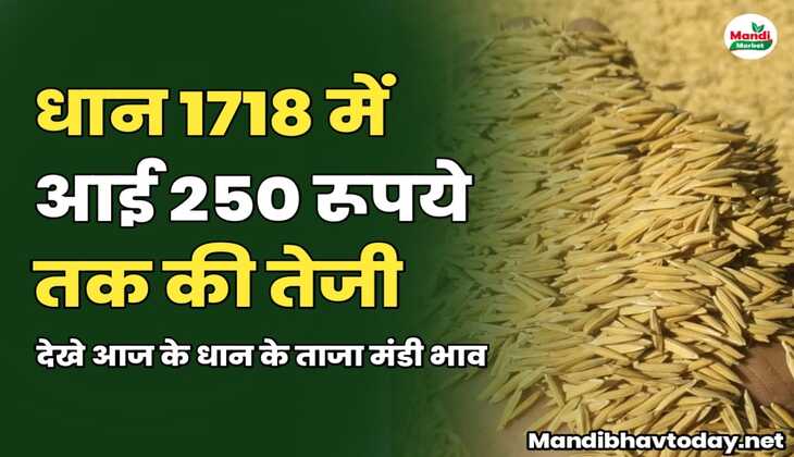 धान 1718 में आई 250 रूपये तक की तेजी | देखे आज के धान के ताजा मंडी भाव 