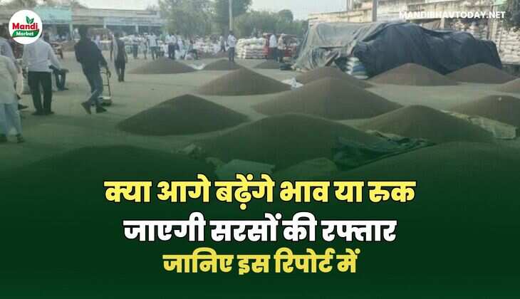 सरसों IMAGES