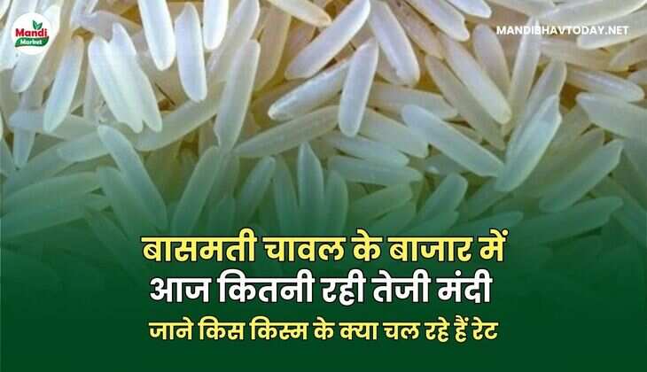 basmati bhav 