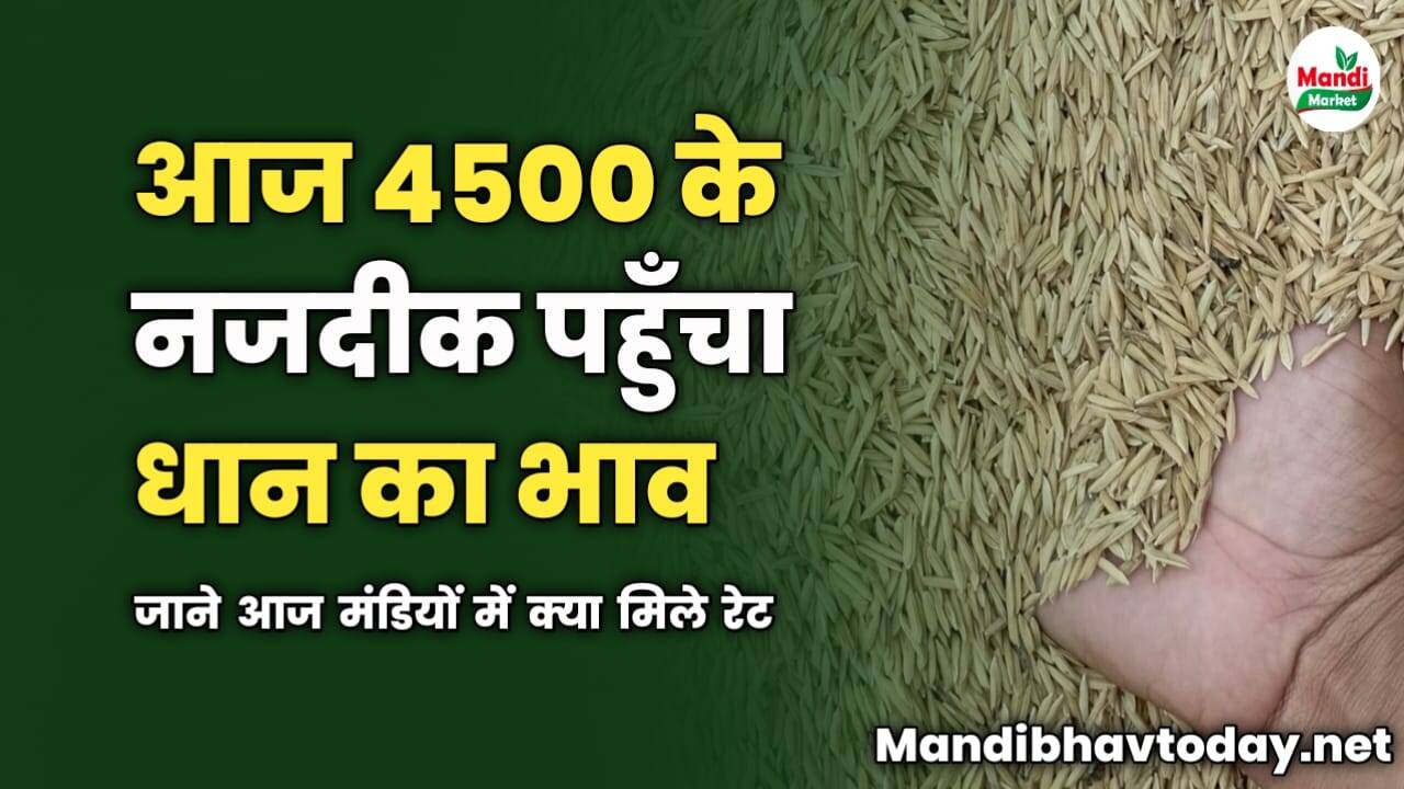 4500 के नजदीक पहुँचा धान का भाव | जाने आज मंडियों में क्या मिले रेट