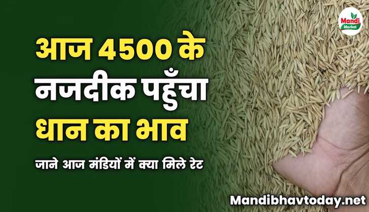 4500 के नजदीक पहुँचा धान का भाव | जाने आज मंडियों में क्या मिले रेट