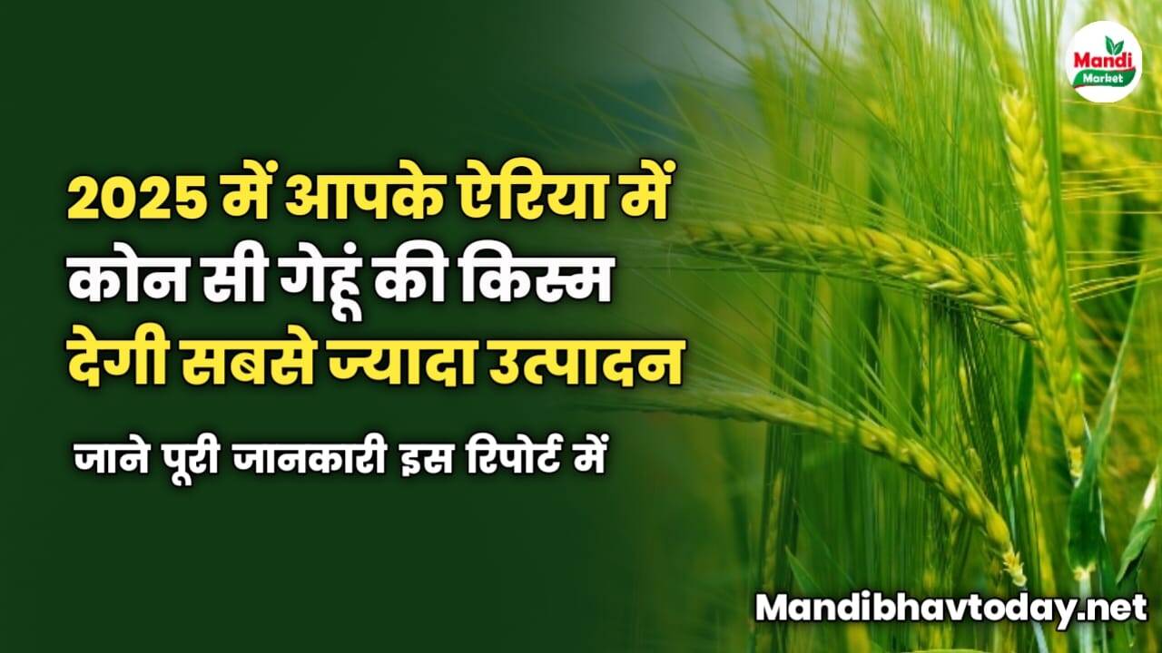 2025 में आपके ऐरिया में कोन सी गेहूं की किस्म देगी सबसे ज्यादा उत्पादन | इस रिपोर्ट में जाने
