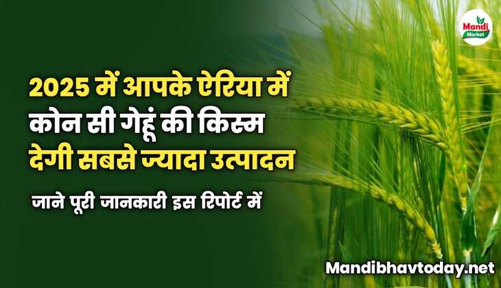 2025 में आपके ऐरिया में कोन सी गेहूं की किस्म देगी सबसे ज्यादा उत्पादन | इस रिपोर्ट में जाने