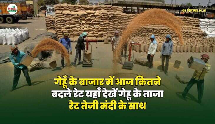 गेहूँ के बाजार में आज कितने बदले रेट | यहाँ देखें गेहू के ताजा रेट तेजी मंदी के साथ