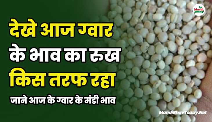 देखे आज ग्वार के भाव का रुख किस तरफ रहा | जाने आज के ग्वार के मंडी भाव