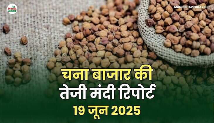 चना IMAGE
