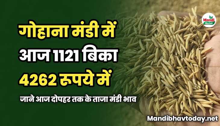 गोहाना मंडी में आज 1121 बिका 4262 रूपये में | जाने आज दोपहर तक के ताजा मंडी भाव 
