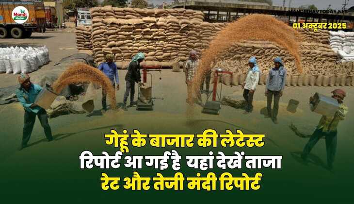 गेहूं के बाजार की लेटेस्ट रिपोर्ट आ गई है | यहां देखें ताजा रेट और तेजी मंदी रिपोर्ट