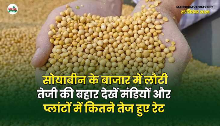 सोयाबीन के बाजार में लौटी तेजी की बहार | देखें मंडियों और प्लांटों में कितने तेज हुए रेट