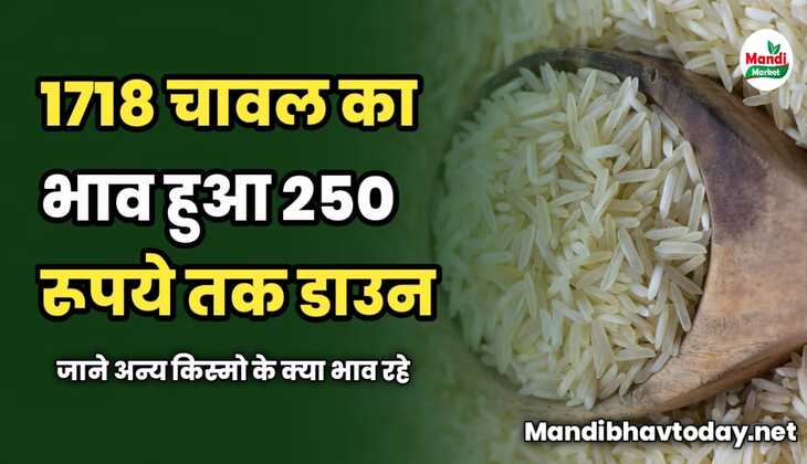 1718 चावल का भाव हुआ 250 रूपये तक डाउन | जाने अन्य किस्मो के क्या भाव रहे 