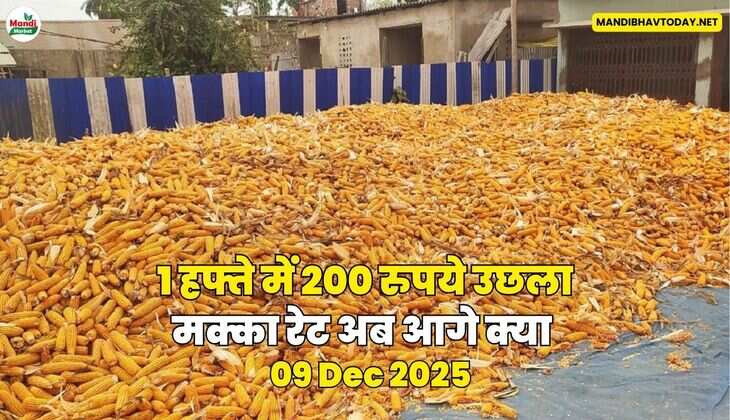 1 हफ्ते में 200 रुपये उछला मक्का रेट अब आगे क्या