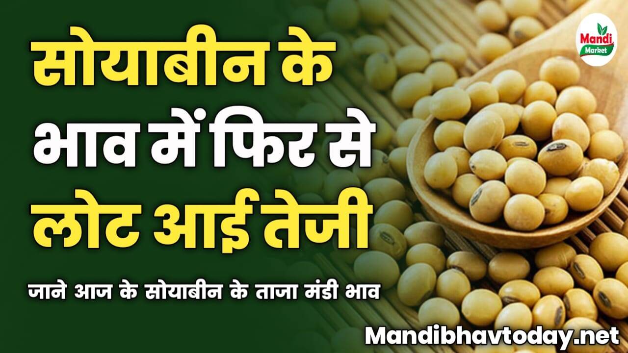 सोयाबीन के भाव में फिर से लोट आई तेजी | जाने आज के सोयाबीन के ताजा मंडी भाव