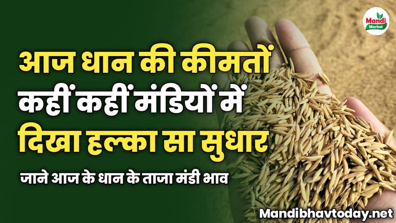आज धान की कीमतों कहीं कहीं मंडियों में दिखा हल्का सा सुधार | जाने आज के धान के ताजा मंडी भाव