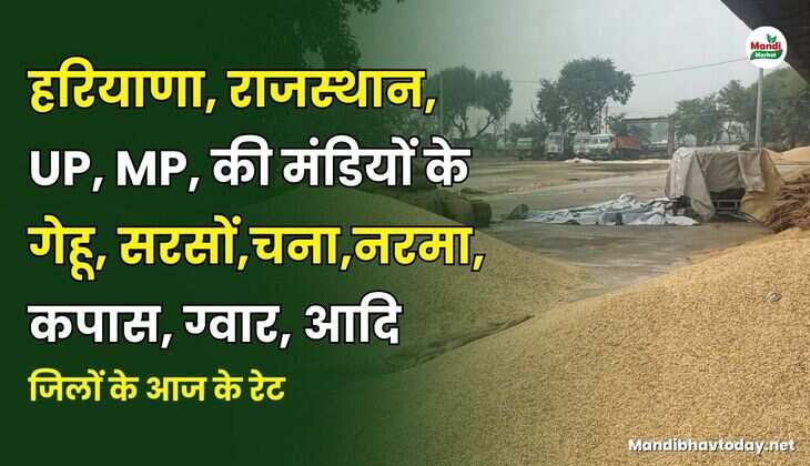 हरियाणा, राजस्थान, UP, MP, की मंडियों के गेहू, सरसों, नरमा, कपास, ग्वार, चना आदि | जिलों के आज के रेट