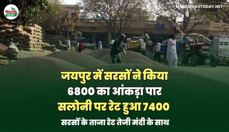 जयपुर में सरसों ने किया 6800 का आंकड़ा पार | सलोनी पर रेट हुआ 7400 | सरसों के ताजा रेट तेजी&nbsp;मंदी&nbsp;के&nbsp;साथ