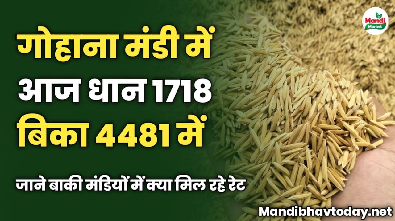 गोहाना मंडी में आज धान 1718 बिका 4481 रुपए में | देखे आज के धान के ताजा मंडी भाव 