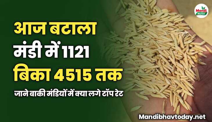 आज बटाला मंडी में 1121 बिका 4515 तक | जाने बाकी मंडियों में क्या लगे टॉप रेट