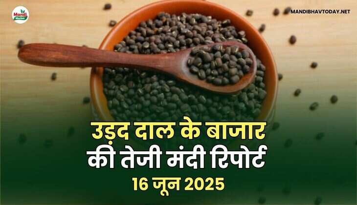 उड़द के बाजार की  तेजी मंदी रिपोर्ट 