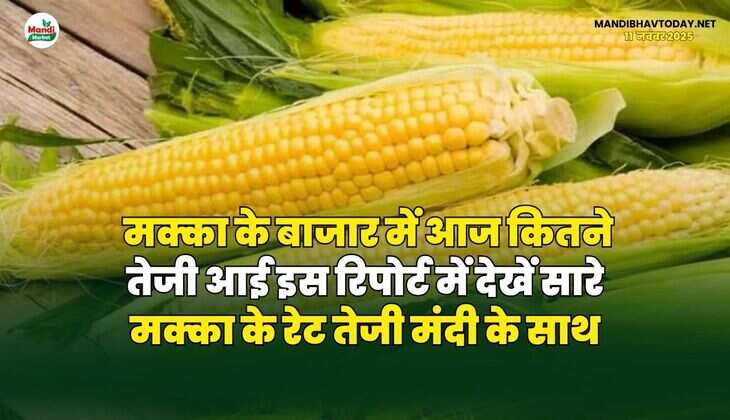 मक्का के बाजार में आज कितने तेजी आई | इस रिपोर्ट में देखें सारे मक्का के रेट तेजी मंदी के साथ