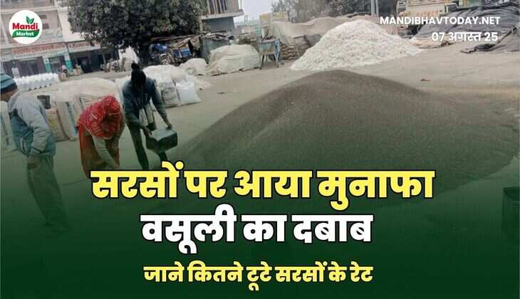 सरसों images