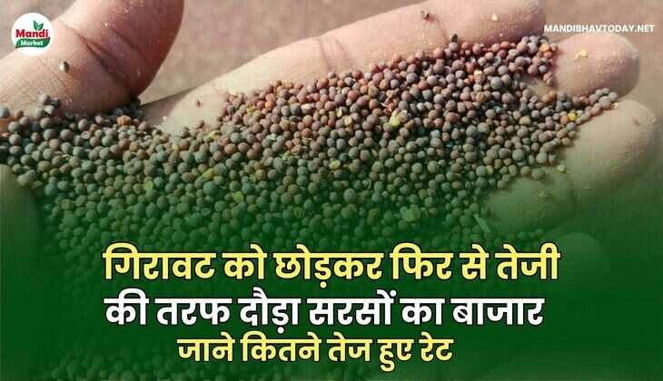 गिरावट को छोड़कर फिर से तेजी की तरफ दौड़ा सरसों का बाजार | जाने कितने तेज हुए रेट