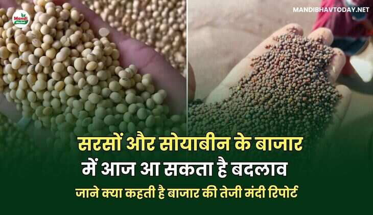  सरसों और सोयाबीन के बाजार में आज आ सकता है बदलाव | जाने क्या कहती है बाजार की तेजी मंदी रिपोर्ट