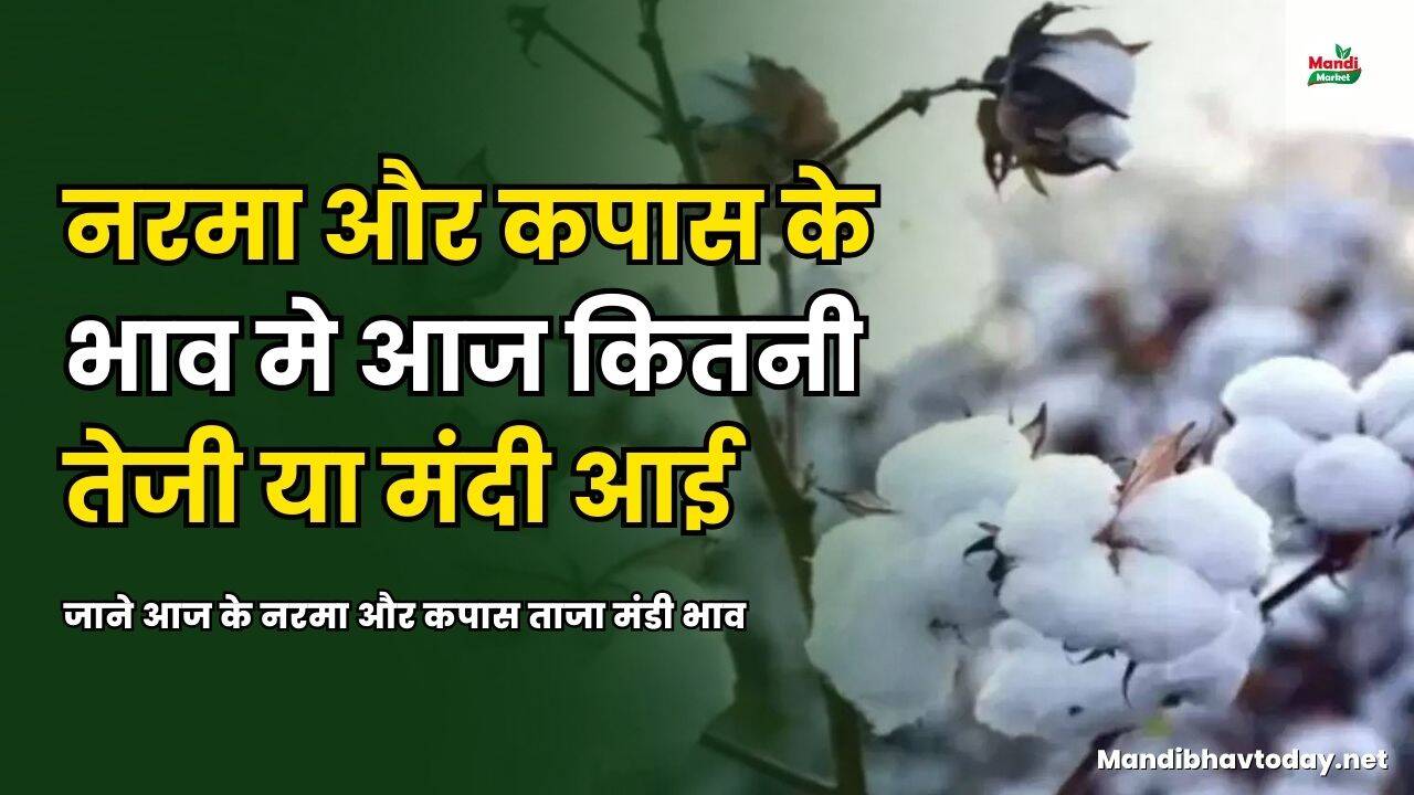 नरमा और कपास के भाव मे आज कितनी तेजी या मंदी आई | जाने आज के नरमा और कपास ताजा मंडी भाव