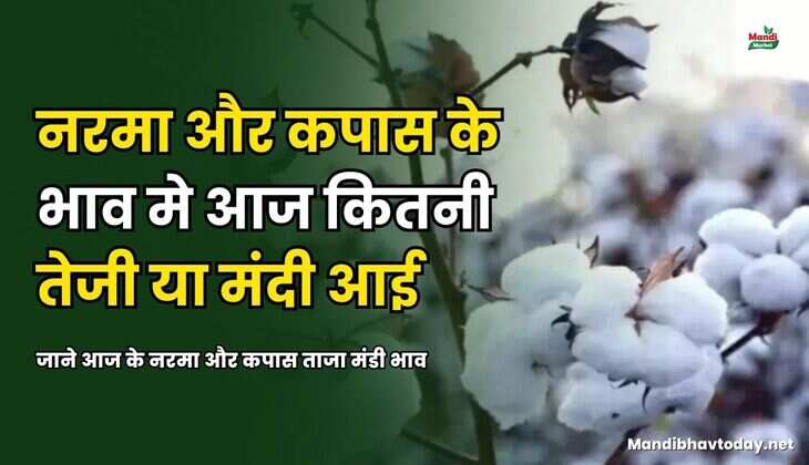 नरमा और कपास के भाव मे आज कितनी तेजी या मंदी आई | जाने आज के नरमा और कपास ताजा मंडी भाव 